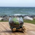 San Marino Small Waterdrop - Teak Wood & Glass