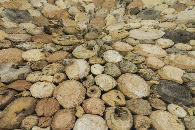 Driftwood Coffee Table - Round - Glass Top