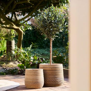 Artificial Olive Tree Green Decor