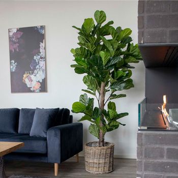 Green Large Fiddle Leaf Tree