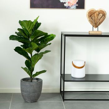 Fiddle Leaf Tree Green