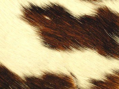 503 Cat 5 : Pony Natural Tri-Colored