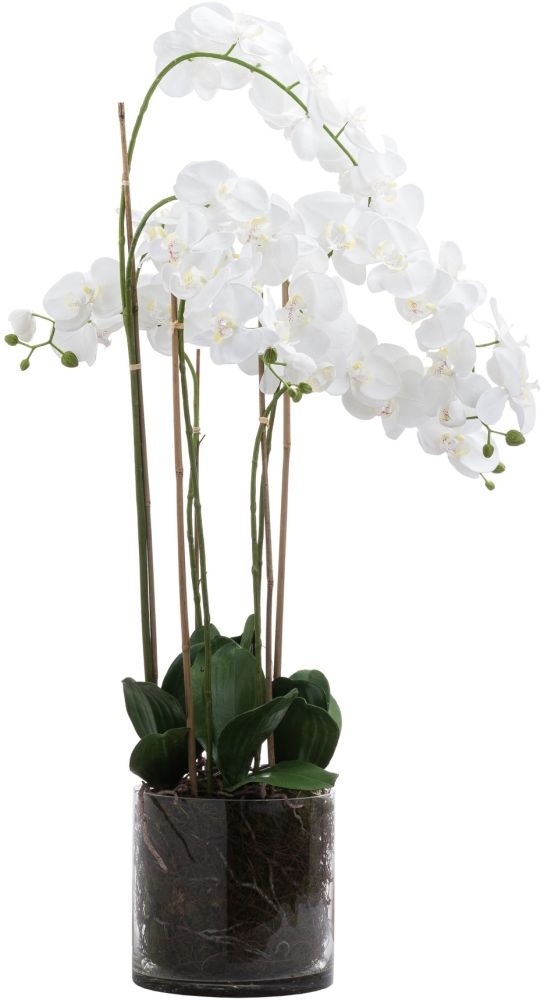 Tall Orchid in Glass Pot - Large - White
