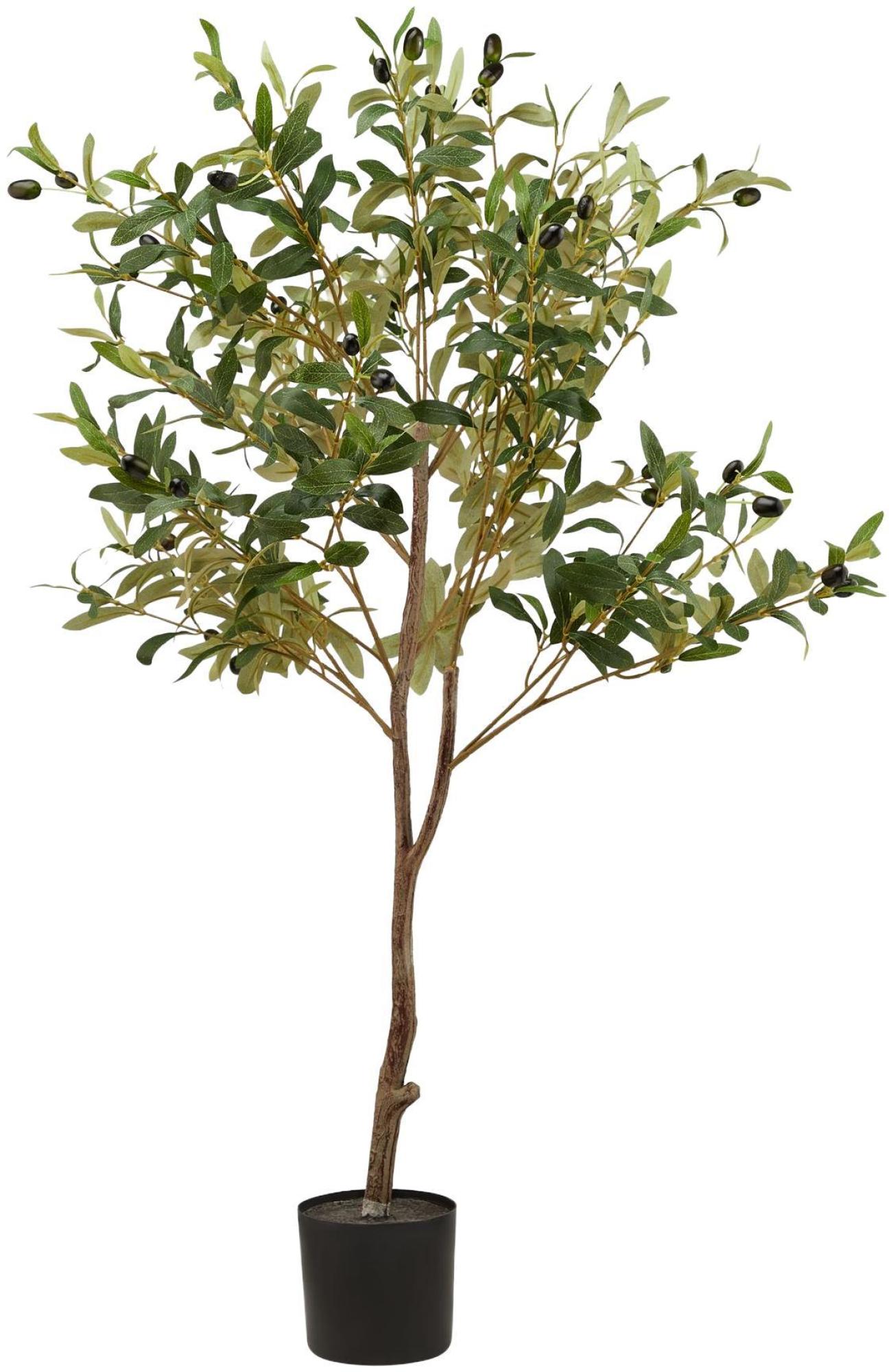 Calabria - Olive Tree - Small