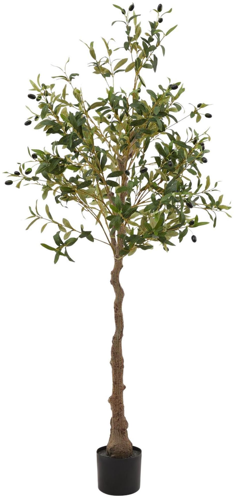 Calabria - Olive Tree